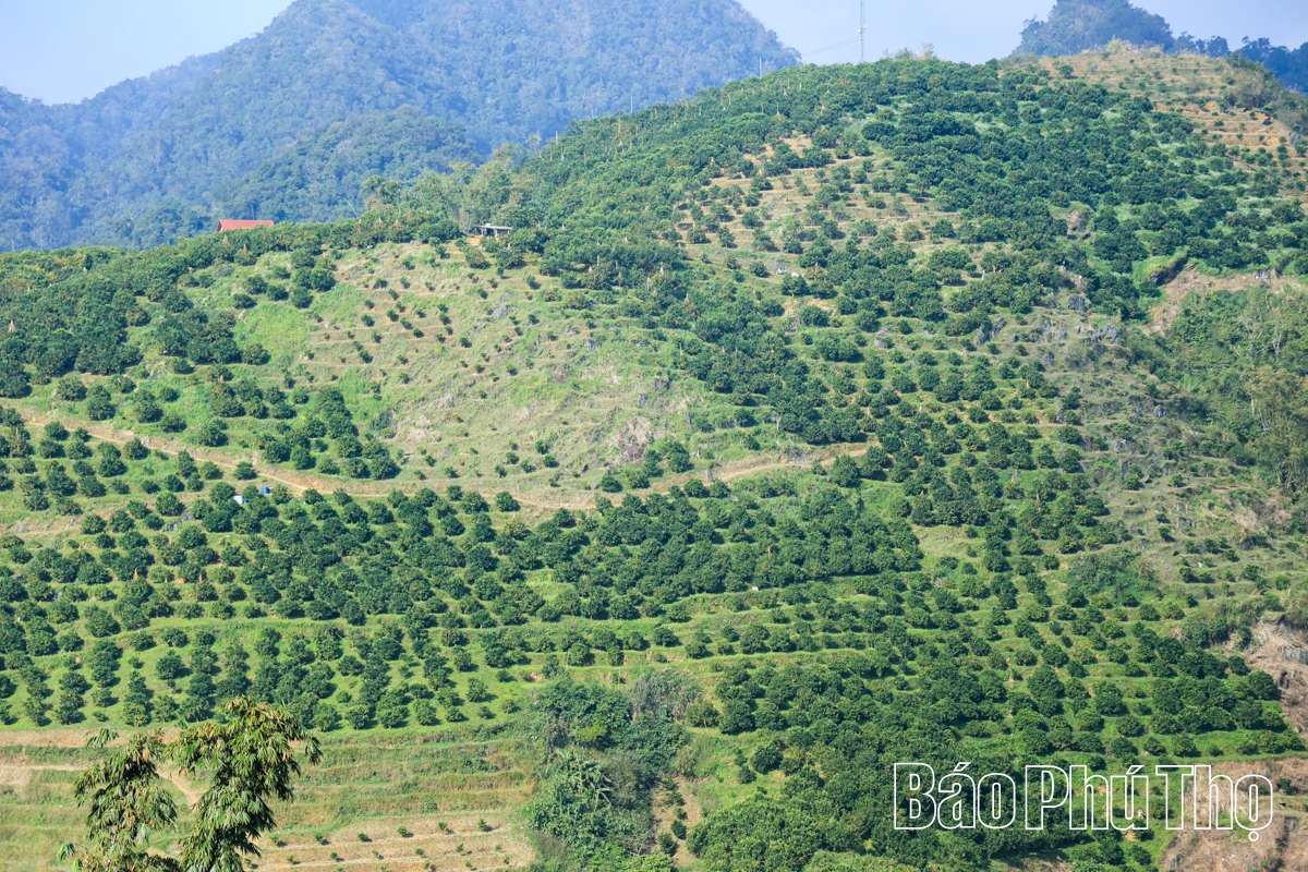 ລົດຊາດຫວານຂອງໝາກນາວບູຮານ