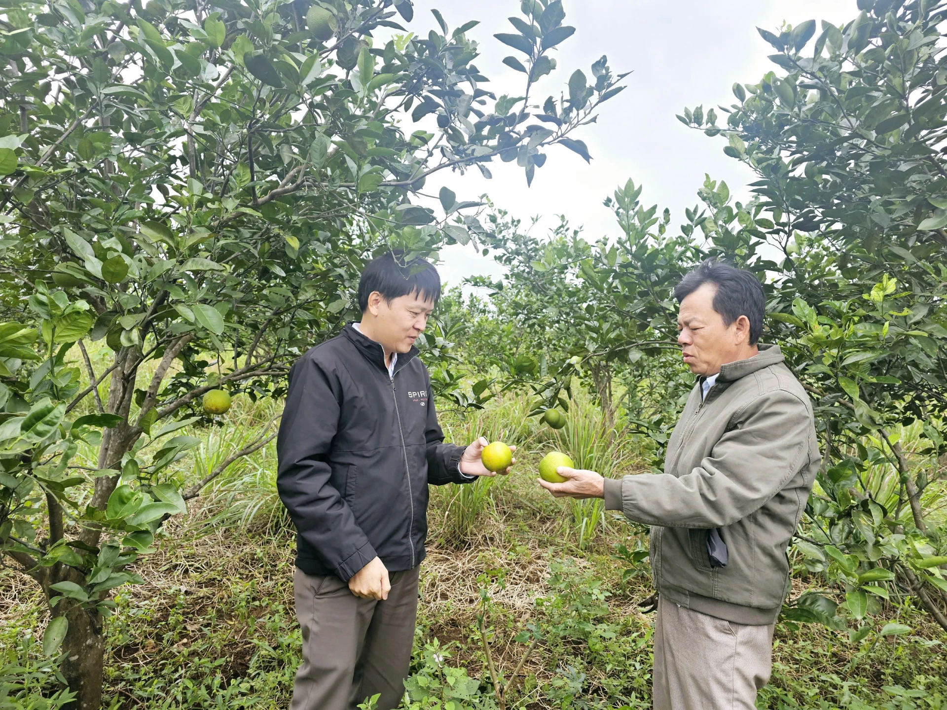 بفضل تطبيق العلم والتكنولوجيا في الإنتاج، تطور النموذج البرتقالي لمنزل السيد تران فان ثانه في قرية داي دونج نهات بشكل جيد - الصورة: باو بينه