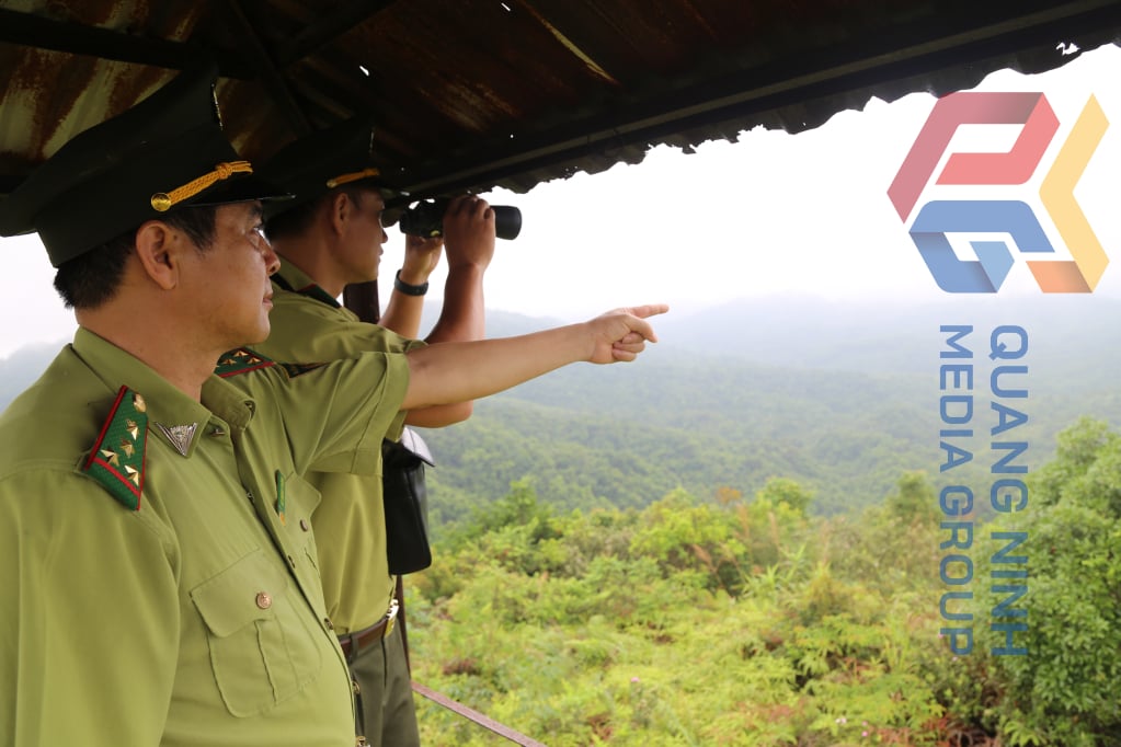 Etter storm nr. 3 i 2024, sank skogdekket i Quang Ninh fra det opprettholdte nivået på 55 % til 45,5 %.