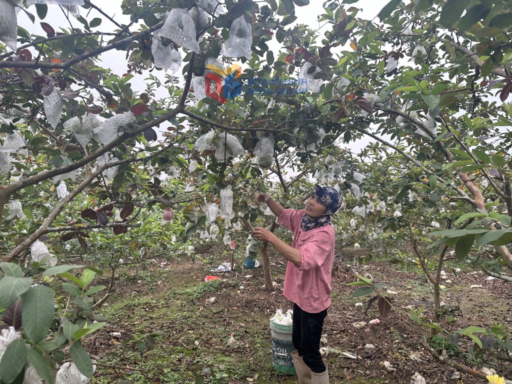 Guava er en av de sju treslagene som er lagt til som det viktigste skogbrukstreet for produksjonsskogplanting i Quang Ninh-provinsen.