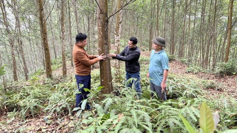 Den stora skogsplantagemodellen ger ekonomisk effektivitet till människorna i Minh Thanh-kommunen, Tuyen Quang-provinsen. (Foto: NGO HUNG)