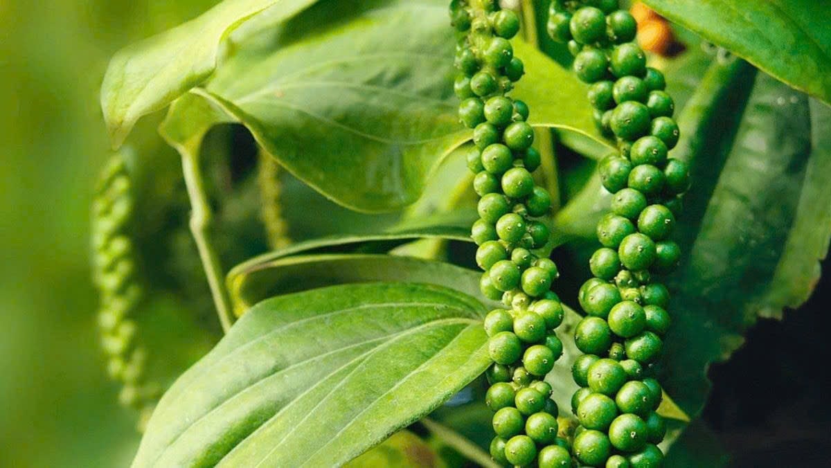 Farmers are harvesting pepper on a farm.