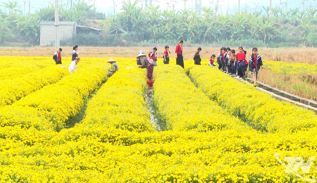 Ladang krisan milik Koperasi Duong Quang (Komune Phong Quang) merupakan tempat yang menarik untuk dikunjungi wisatawan dan pelajar.
