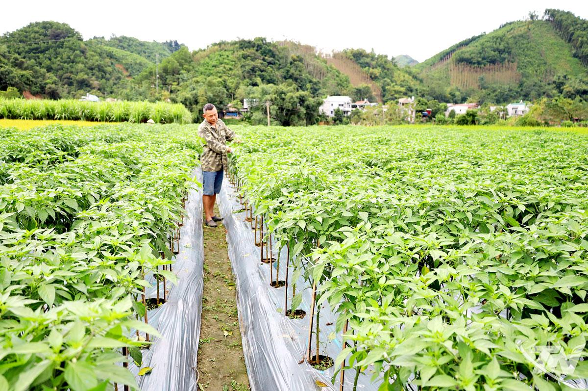 Petani di kelurahan Tan Ky mengurus ladang cabai yang ditanam berdasarkan model yang menghubungkan konsumsi produk dengan bisnis, membantu meningkatkan efisiensi ekonomi dan pendapatan.