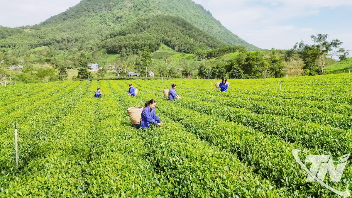 La mise en place de zones de production concentrées de matières premières de qualité homogène contribue à accroître la valeur économique de la filière thé. Sur la photo : Récolte du thé vert dans la commune de La Bang. Photo : T.L.
