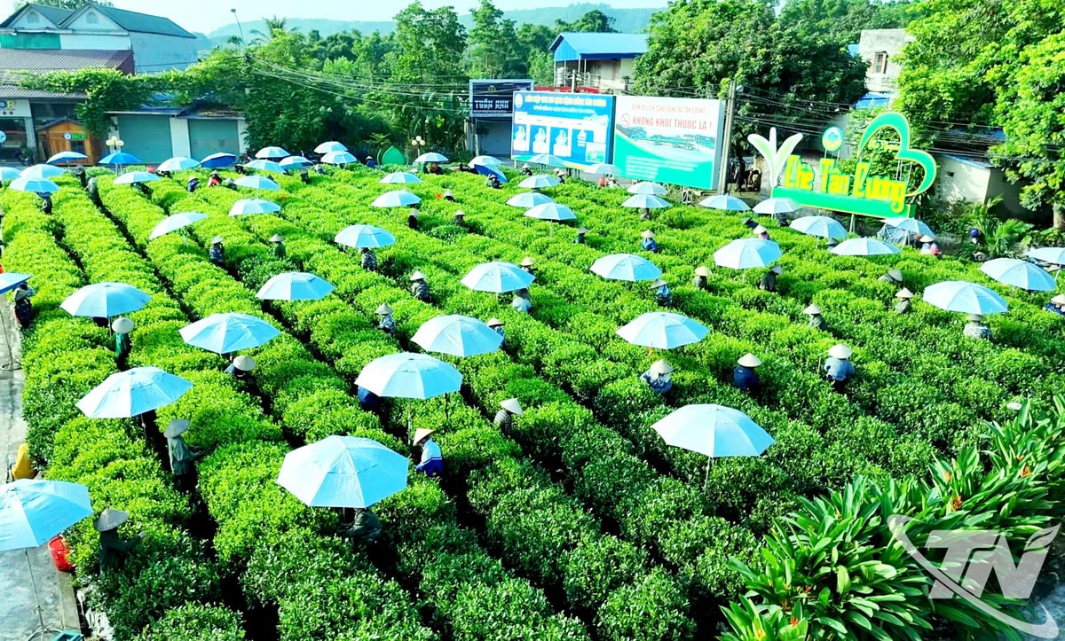 La province de Thai Nguyen vise à ce que la valeur totale des produits à base de thé atteigne 25 billions de VND d'ici 2030, soit l'équivalent d'environ 1 milliard de dollars américains.