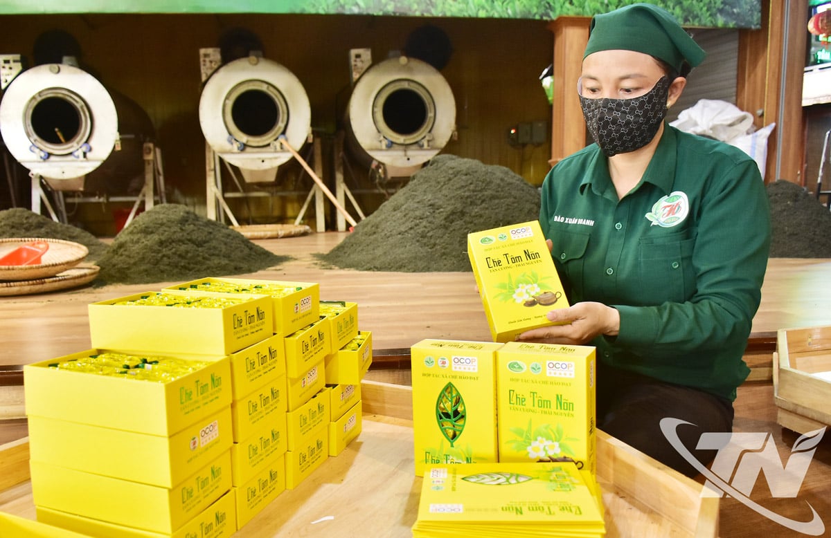 La coopérative de thé Hao Dat utilise le logo et la marque collective « Thai Nguyen Tea » sur tous les produits de thé sous licence de l'agence de gestion.