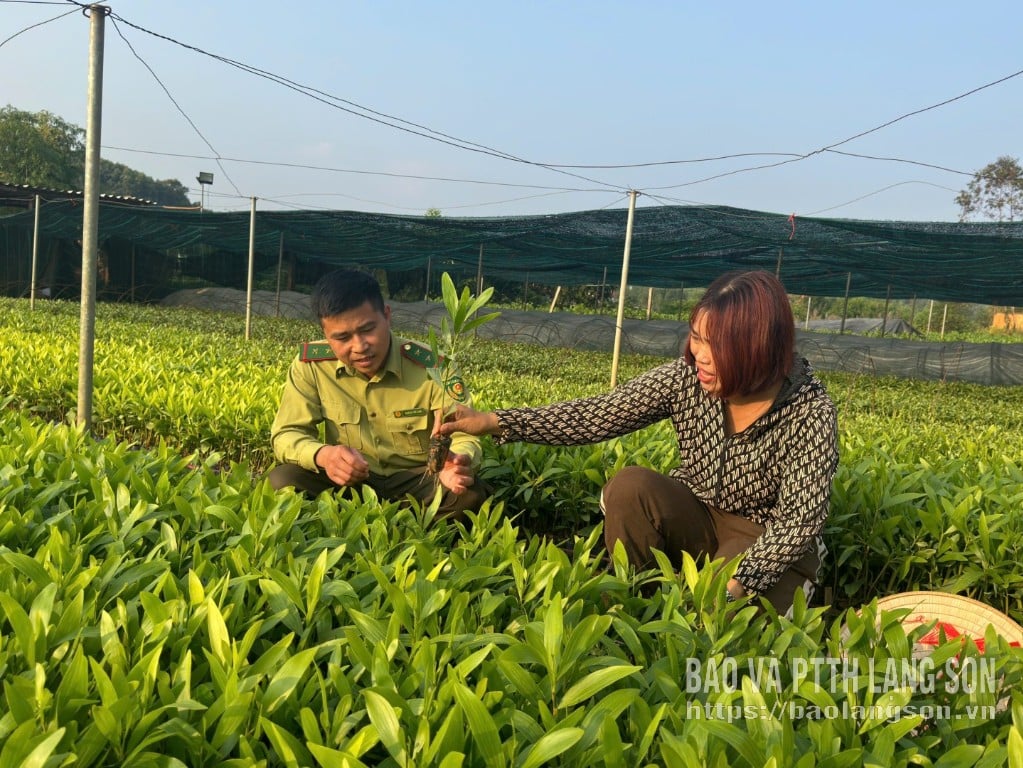 Pejabat Departemen Inspeksi Kehutanan Huu Lung memeriksa kualitas bibit di kelurahan Tuan Son.