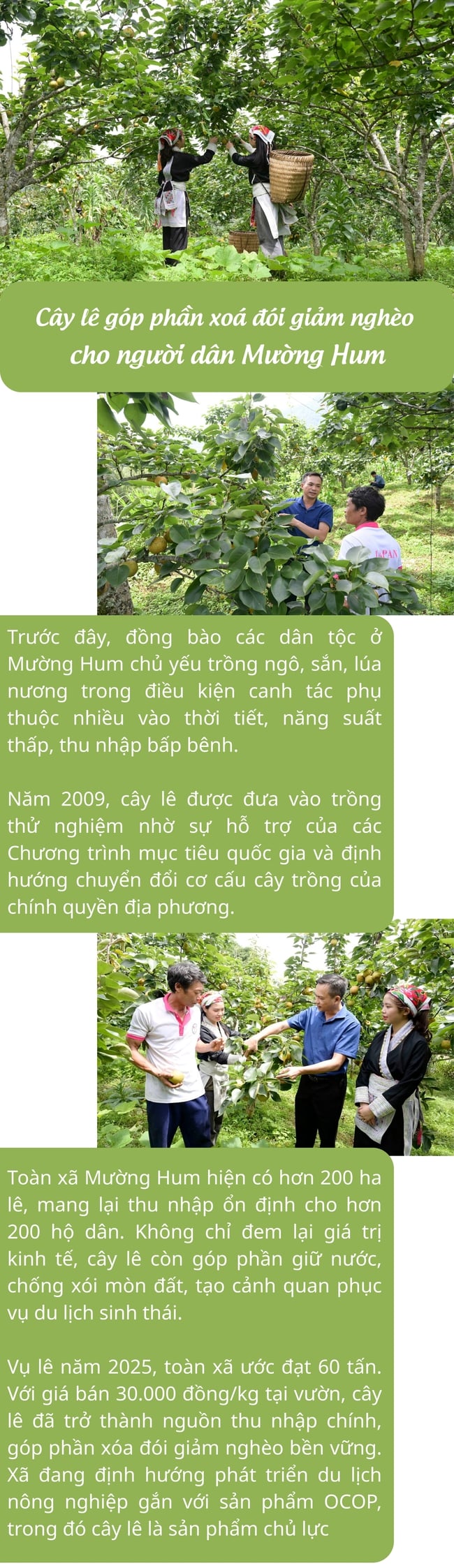 Infographic: Cây lê góp phần xoá đói giảm nghèo cho người dân Mường Hum - Ảnh 1.