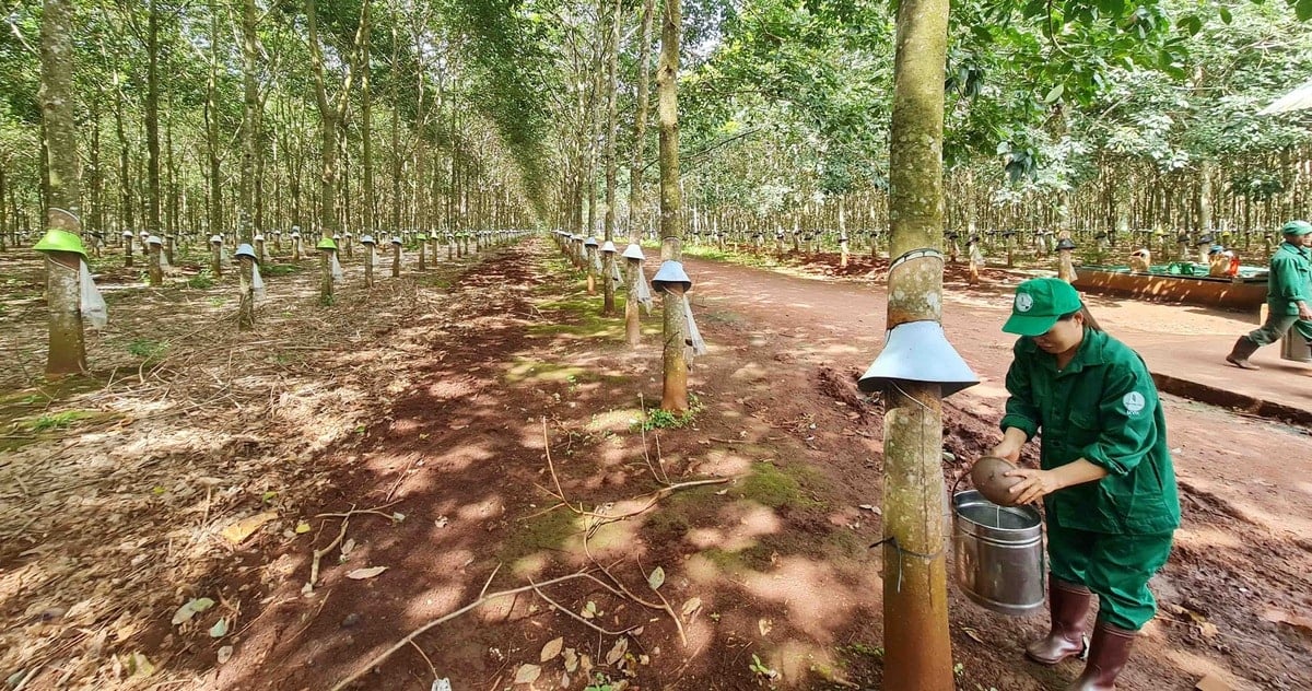 Los precios del caucho hoy, 4 de diciembre de 2025, disminuyeron ligeramente en muchos mercados asiáticos.