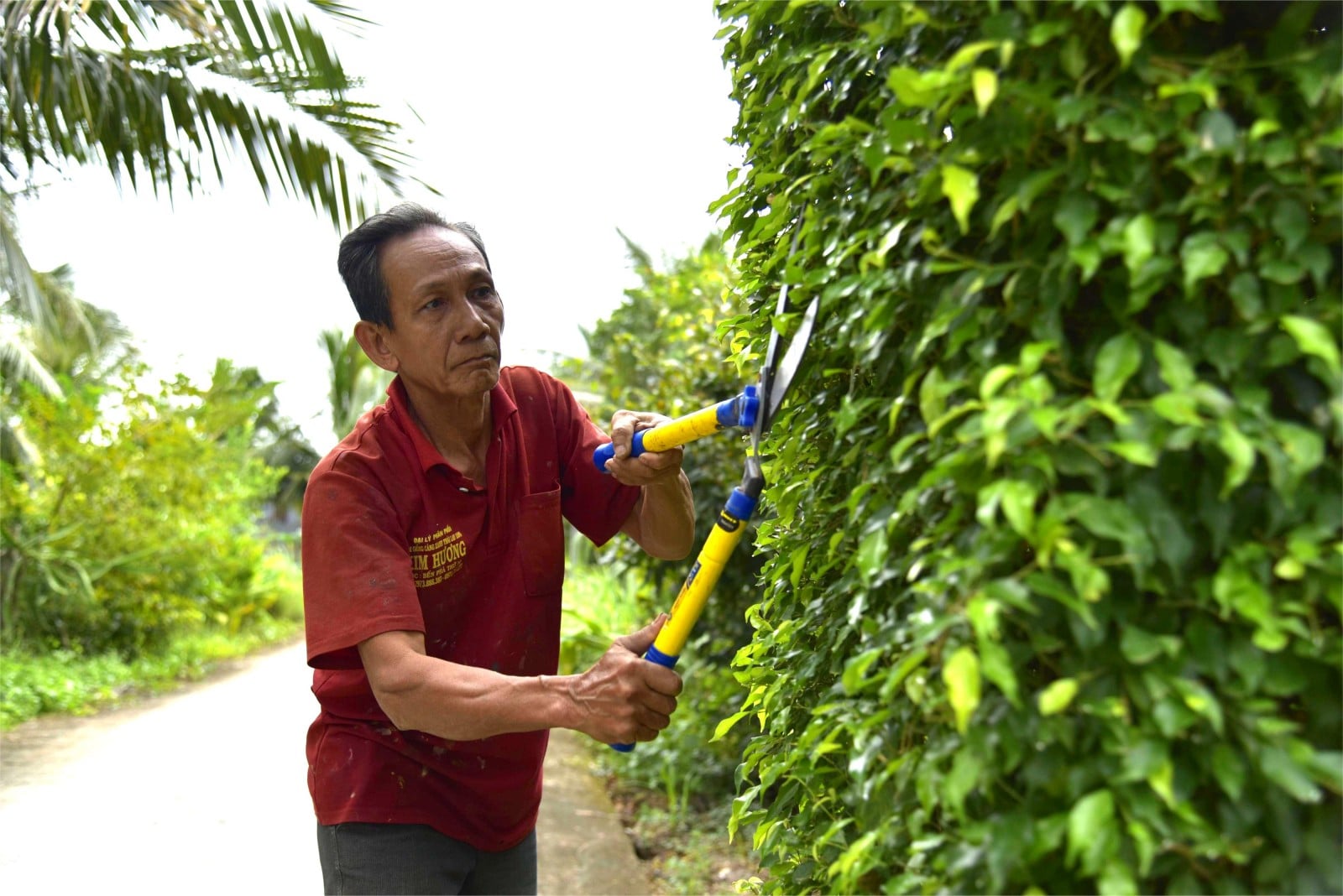 „Povestitorul” copacilor și frunzelor
