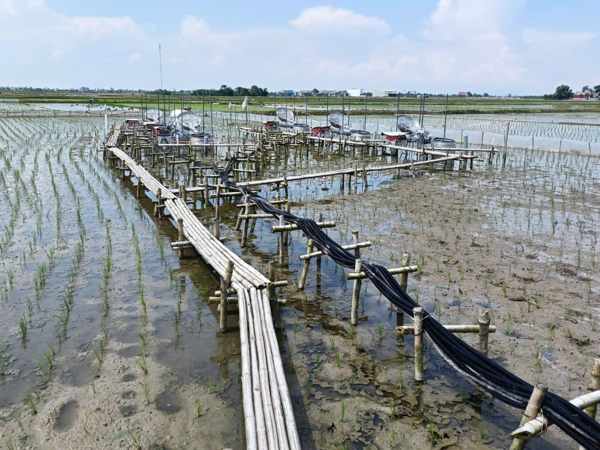 Hợp tác xã dịch vụ nông nghiệp Phú Lương đang hướng tới mở rộng vùng sản xuất để đủ điều kiện tham gia bán tín chỉ các-bon - hướng đi giúp tăng giá trị sản xuất đồng thời tạo động lực để nông dân gắn bó lâu dài với nông nghiệp xanh. Ảnh: Mai Đan.