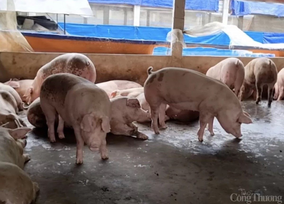 Harga babi hari ini 4 Disember 2025 meningkat serentak: Banyak lokaliti kembali ke paras 60,000 VND/kg