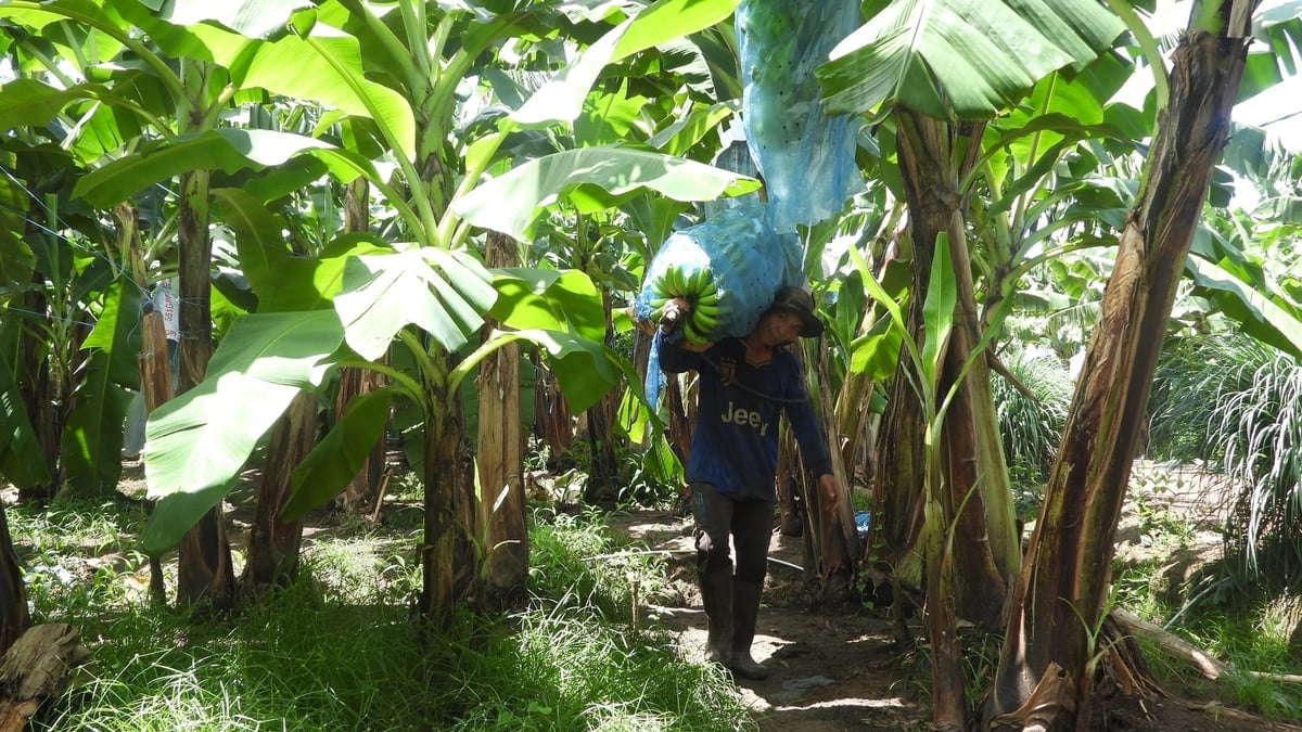 Chuối cấy mô từng là cây trồng thu nhập cao cho người nông dân Đồng Nai. Ảnh: Trần Trung.