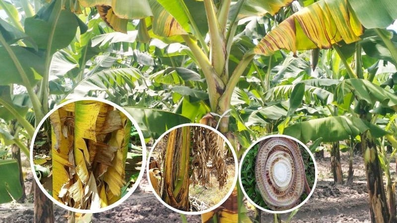 Bệnh Panama (héo lá Panama), loại bệnh có khả năng lây lan mạnh qua đất, nước, rễ, thân hay dụng cụ canh tác, làm khủng hoảng ngành chuối toàn cầu. Ảnh: CTV.