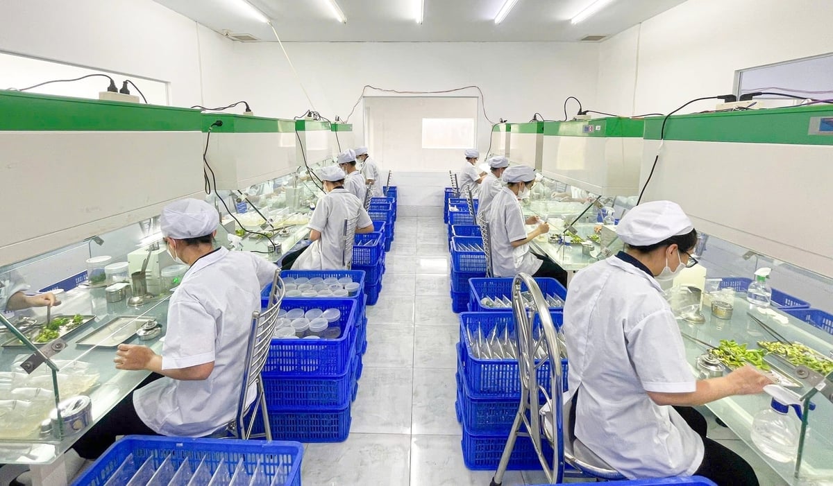 Công tác nghiên cứu, chọn tạo giống chuối UNI 126 tại Công ty Cổ phần Công nghệ Sinh học Cây giống Việt Nam. Ảnh: CTV.