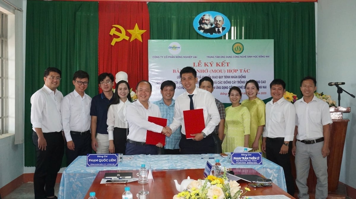 Trung tâm Ứng dụng Công nghệ sinh học Đồng Nai đã ký kết hợp tác liên kết sản xuất và chuyển giao quy trình nhân giống chuối cấy mô UNI 126 với Công ty Cổ phần Nông nghiệp U&I. Ảnh: Trần Trung.