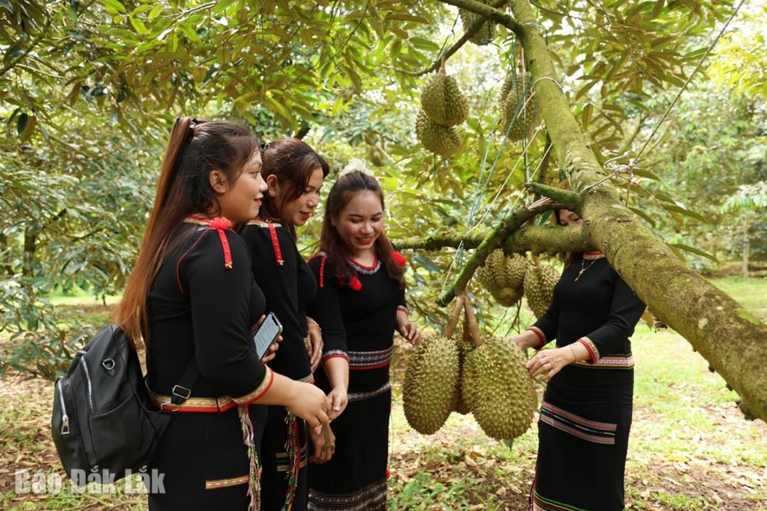 Jardín ecológico de durianes del Sr. Phan Cong Diem (aldea de Thanh Xuan, comuna de Ea Knuec).