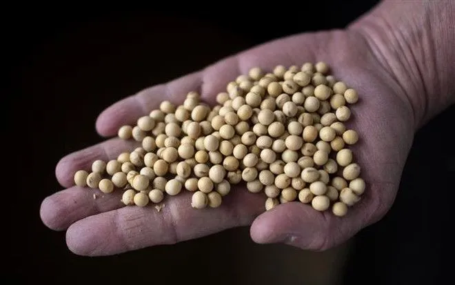 (Foto: AFP/VNA) (Ảnh: AFP/TTXVN)