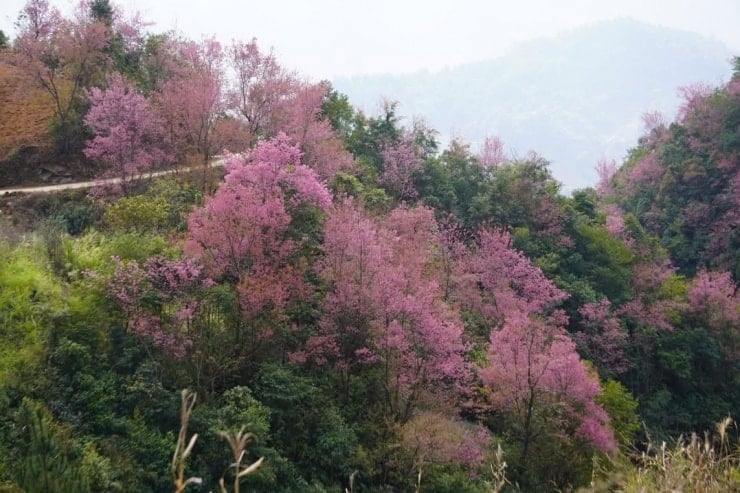 무창차이는 분홍색으로 뒤덮여 있습니다 - 7