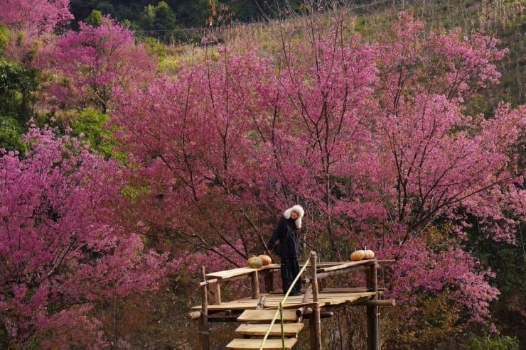 The pink color of wild peach blossoms covers the hillsides of Mu Cang Chai.
