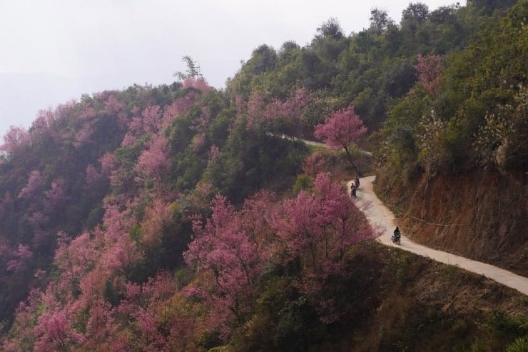 The blooming wild peach trees create an impressive highlight for the landscape.