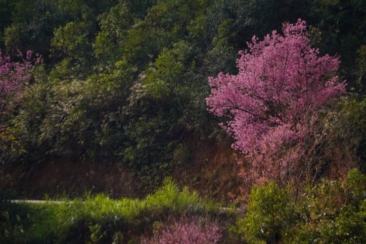 Peach blossoms bloom next to the houses of local people.