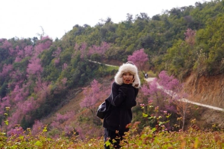 Visitors can easily see peach blossoms everywhere.