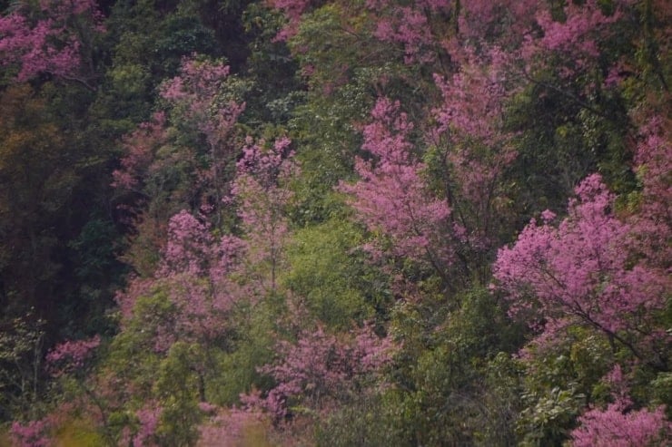 Mu Cang Chai er dekket av rosa - 4