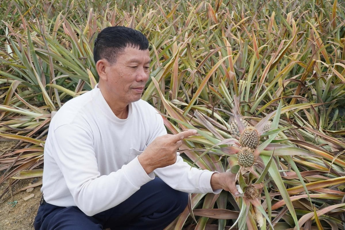 Il signor Vu Van Man ha confermato la moria di massa di ananas nella zona. Foto: Thanh Tam.