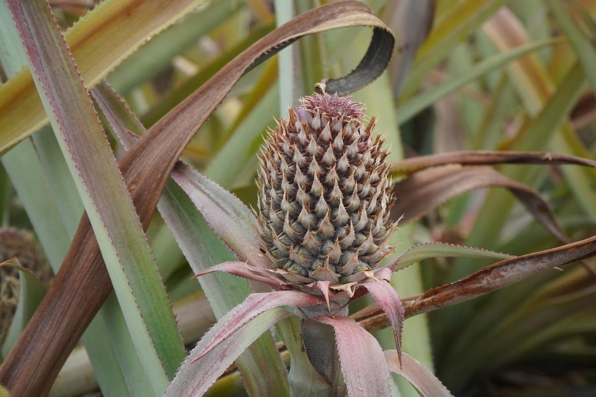 L'ananas sta ingiallendo e inizia ad appassire. Foto: Thanh Tam.