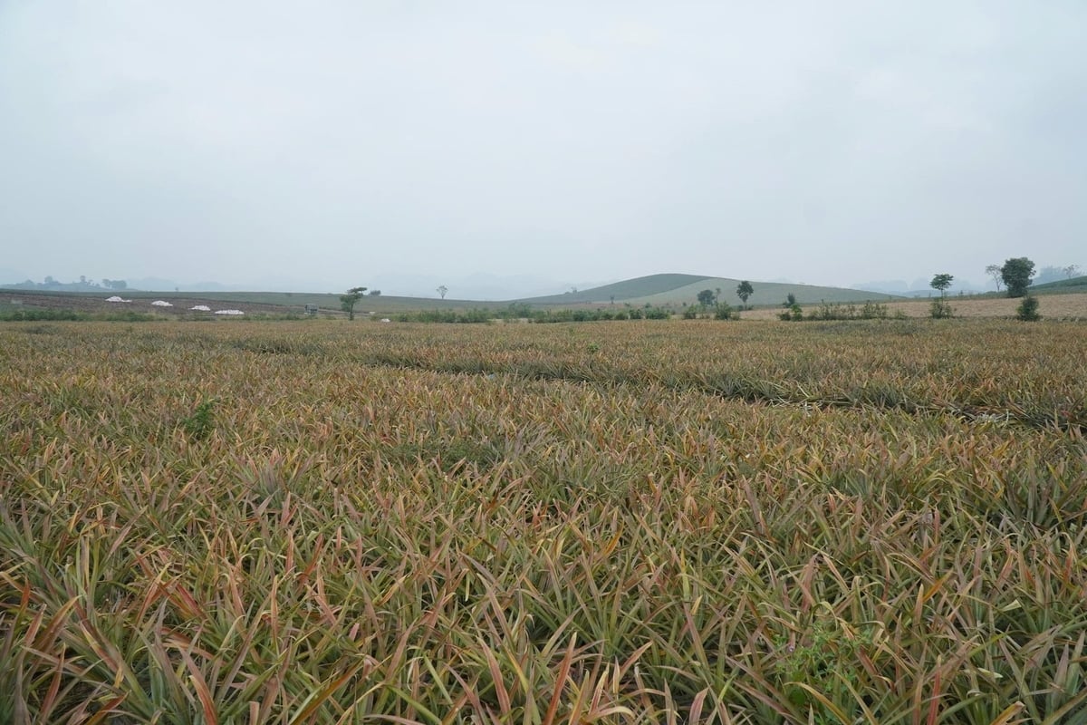 Vaste piantagioni di ananas nel distretto di Quang Trung stanno appassendo e morendo in massa. Foto: Thanh Tam.