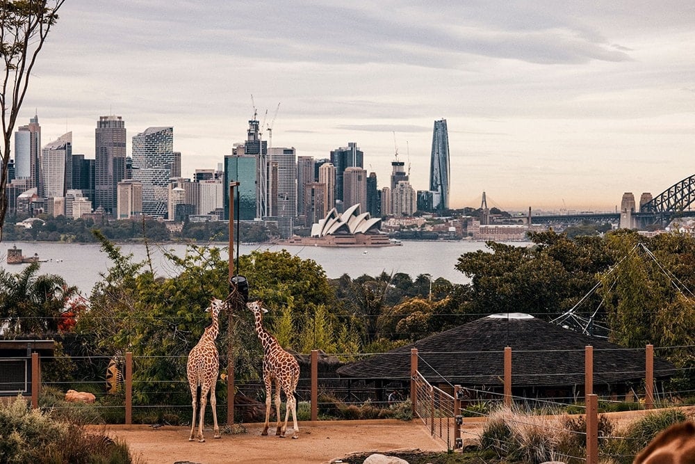 ទិដ្ឋភាពបែប Panoramic នៃ Sydney Opera House និង Sydney Harbor Bridge ឆ្លុះបញ្ចាំងនៅក្នុងទឹកនៅថ្ងៃដែលមានពន្លឺថ្ងៃ។