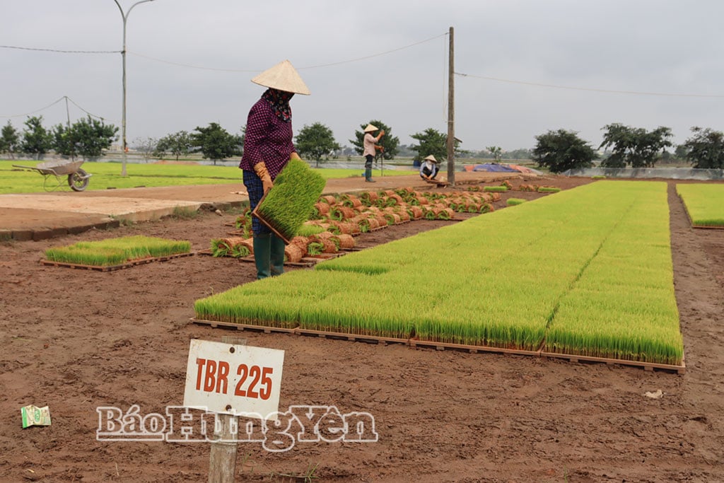 ຮູບ​ແບບ​ການ​ສະ​ສົມ​ທີ່​ດິນ ​ແລະ ​ເຄື່ອງ​ຈັກ​ປູກ​ເບ້ຍ​ໄມ້​ຂອງ​ທ່ານ​ນາງ ​ເຈີ່ນ​ທິ​ລານ, ໝູ່​ບ້ານ ​ເຈົາ​ງາ, ສ້າງ​ວຽກ​ເຮັດ​ງານ​ທຳ​ໃຫ້​ສະມາຊິກ​ສະມາຄົມ​ແມ່ຍິງ​ນັບ​ສິບ​ຄົນ.