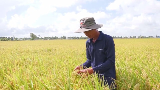 Đồng bằng sông Cửu Long ứng dụng khoa học - công nghệ để giữ vững di sản văn minh lúa nước - Ảnh 4.