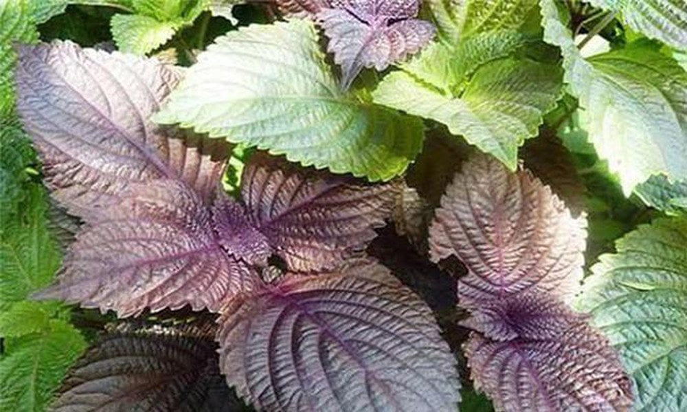 5 vị thuốc giúp làm ấm cơ thể trong mùa lạnh - Ảnh 5.