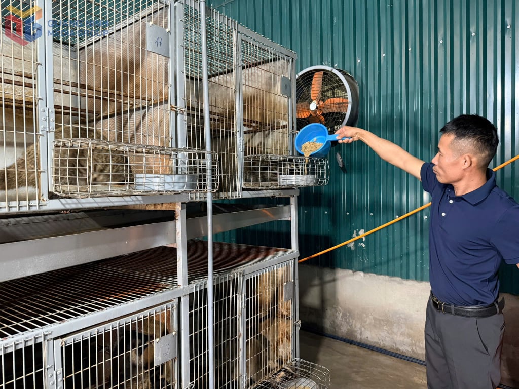 Encik Do Hung Don, kawasan Song Khoai 8, wad Hiep Hoa menjaga luwak.