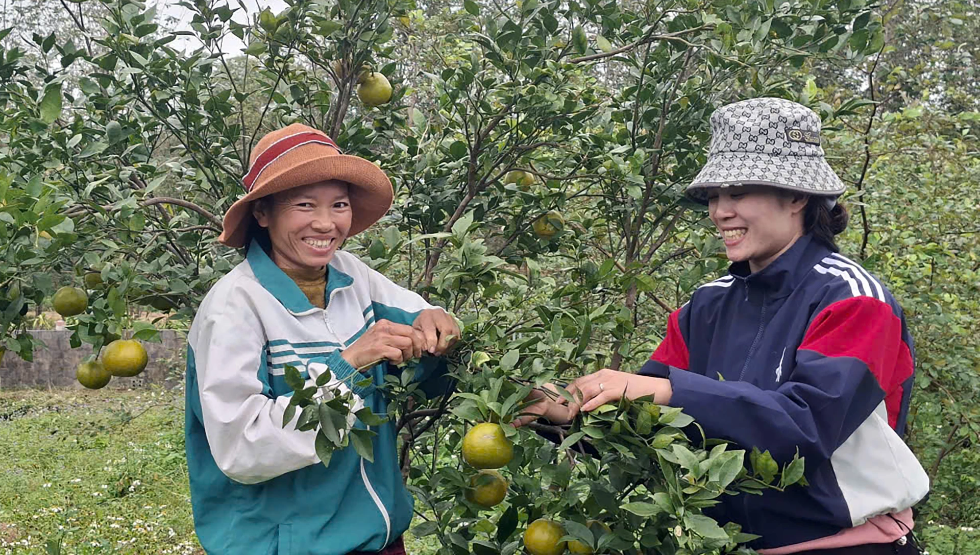 타이 티 누안 씨(왼쪽)와 달콤한 과일 시즌을 맞이하는 기쁨 - 사진: N.M