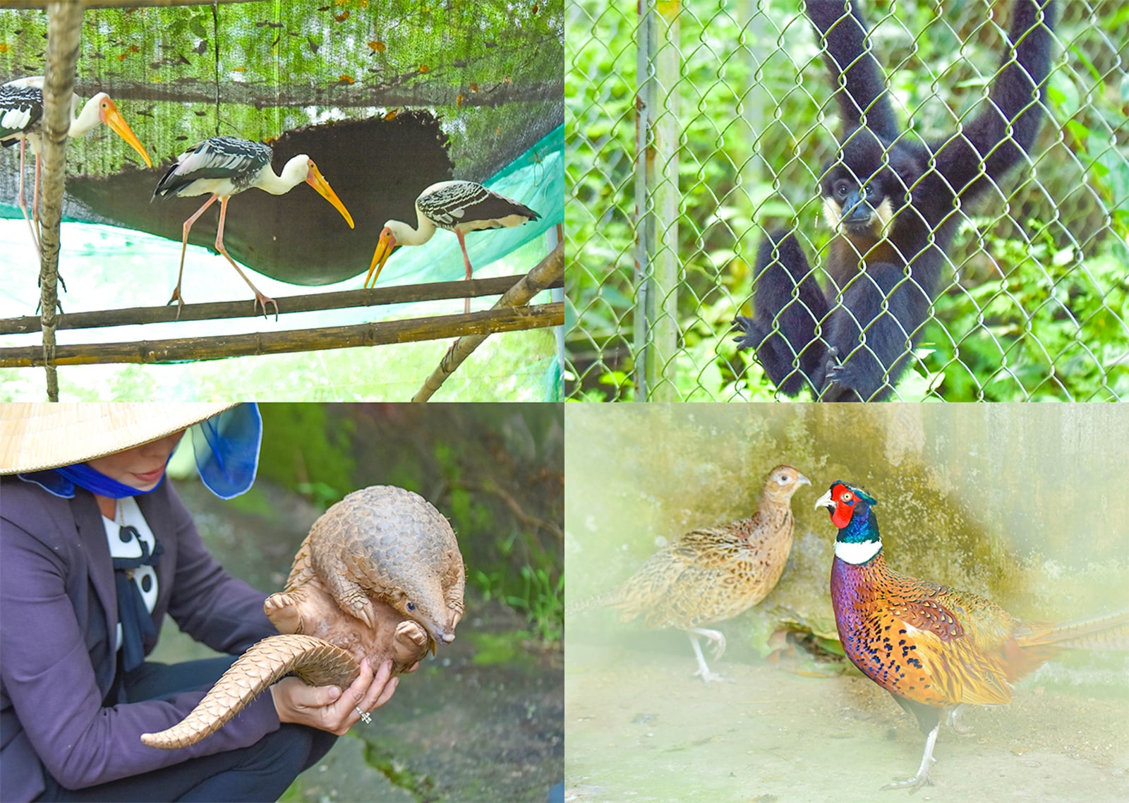 ការធ្វើអាជីវកម្មទេសចរណ៍ U Minh Thuong សមស្របនឹងសក្តានុពលរបស់ខ្លួន។