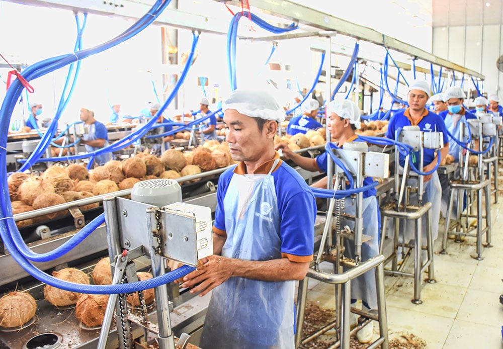 ខ្សែសង្វាក់ផលិតកម្មផលិតផលដូងនៅ Betrimex។