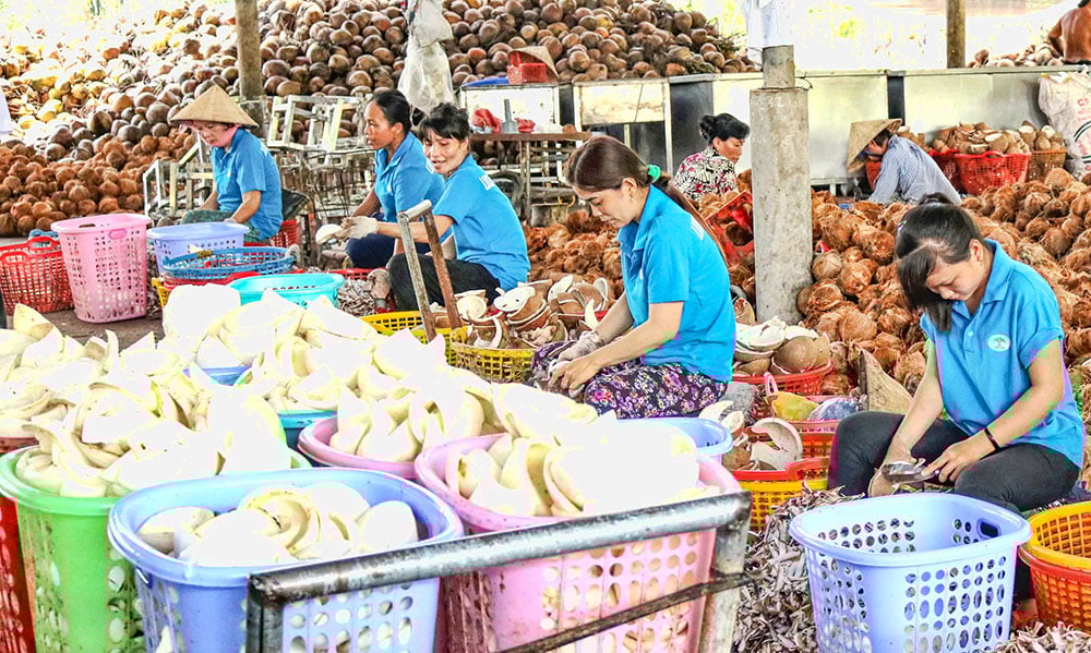 ការកែច្នៃដូងផ្តល់វត្ថុធាតុដើមសម្រាប់រោងចក្រក្នុងខេត្ត។