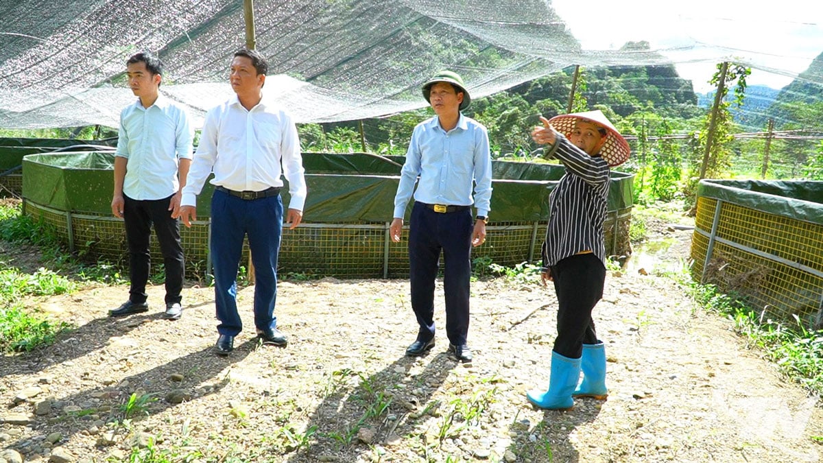 Líderes da comuna de Than Sa inspecionaram a restauração do modelo de criação de esturjões após a enchente.