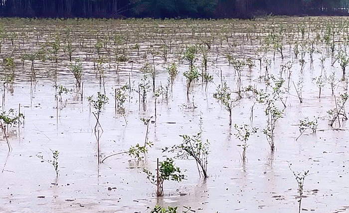 Phát huy hiệu quả bảo vệ môi trường trong sản xuất nông nghiệp