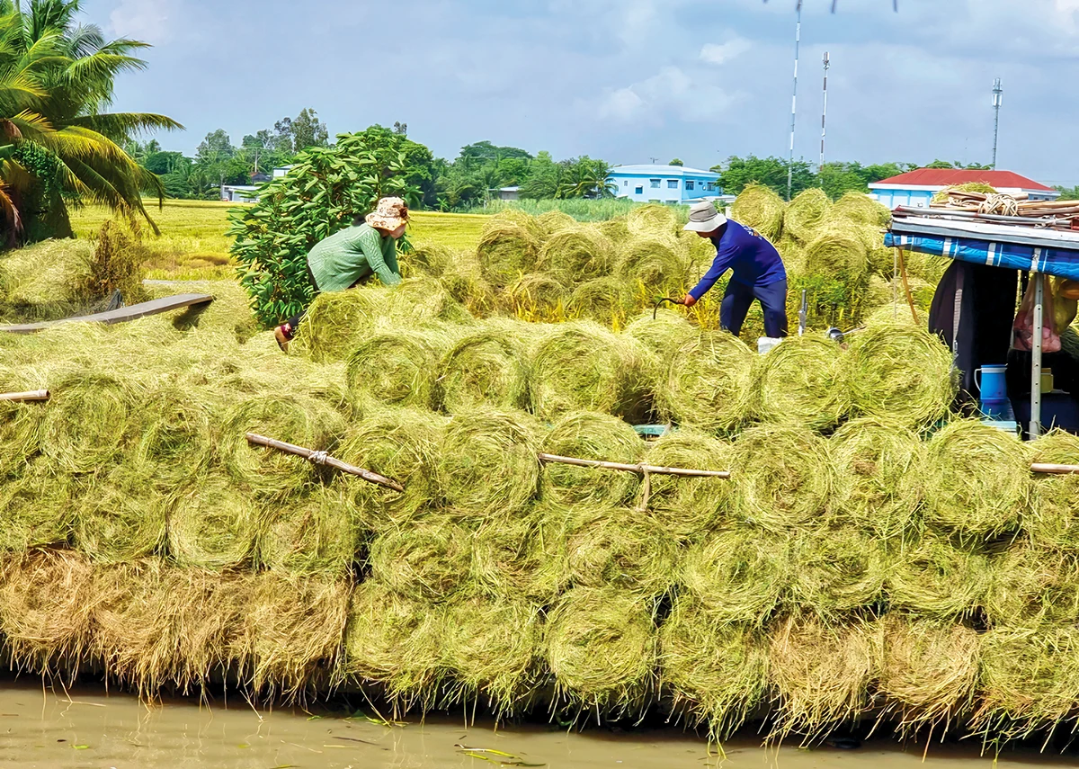 ترویج مزایای عالی کاه