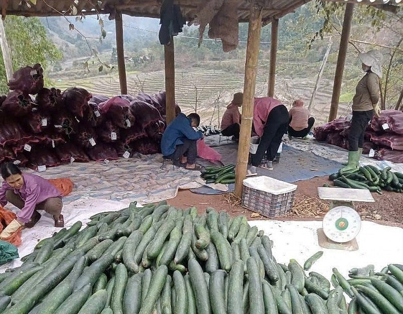 Βιώσιμη γεωργική ανάπτυξη – το κλειδί για τη μείωση της φτώχειας στην κοινότητα Muong Cha Phát triển nông nghiệp bền vững – chìa khóa giảm nghèo ở xã Mường Chà