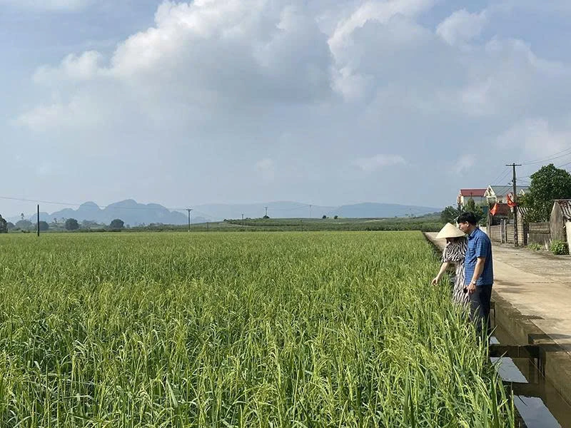 ការដាស់តឿនឯកទេសក្នុងស្រុក