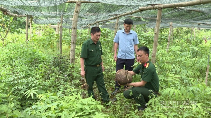 Hung Vu komünü Gaziler Derneği, tıbbi bitki yetiştirmenin ekonomik modelini tanıttı