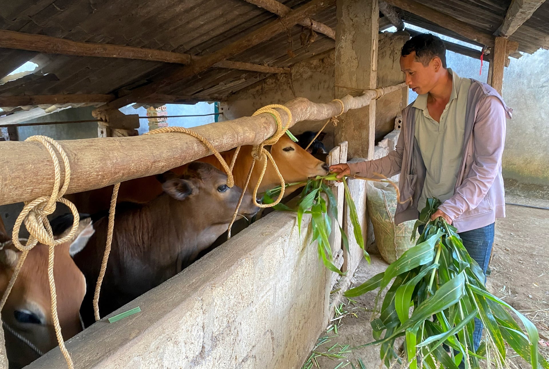 Anh Sùng A Chơ ở bản Noong Thăng (xã Mường Than) tích cực chăm sóc đàn bò. 