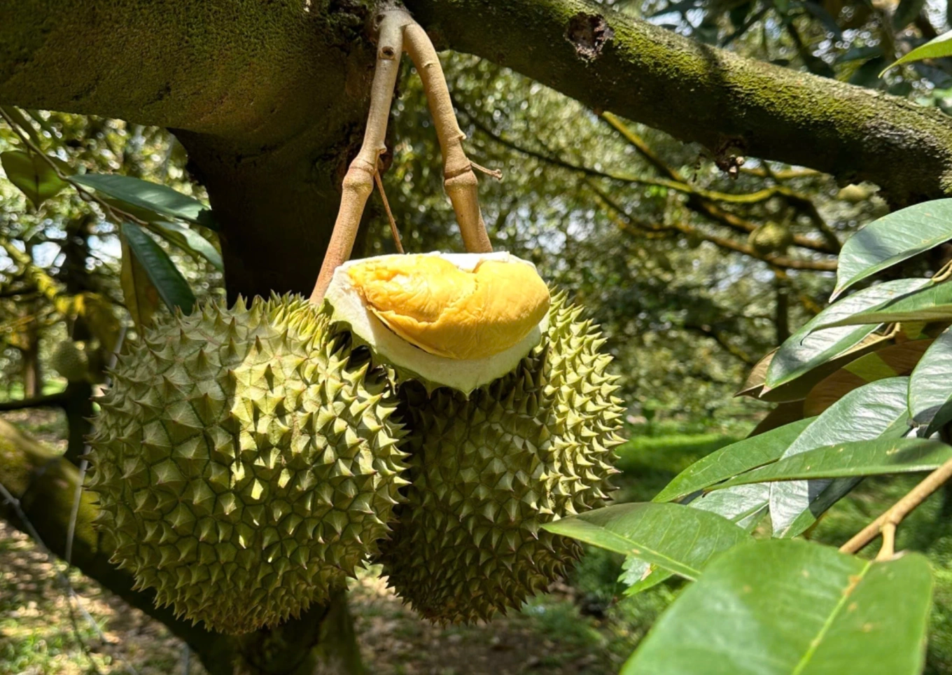 Цена на дуриан сегодня, 5 декабря 2025 г.: остаётся высокой в ​​дельте Меконга.