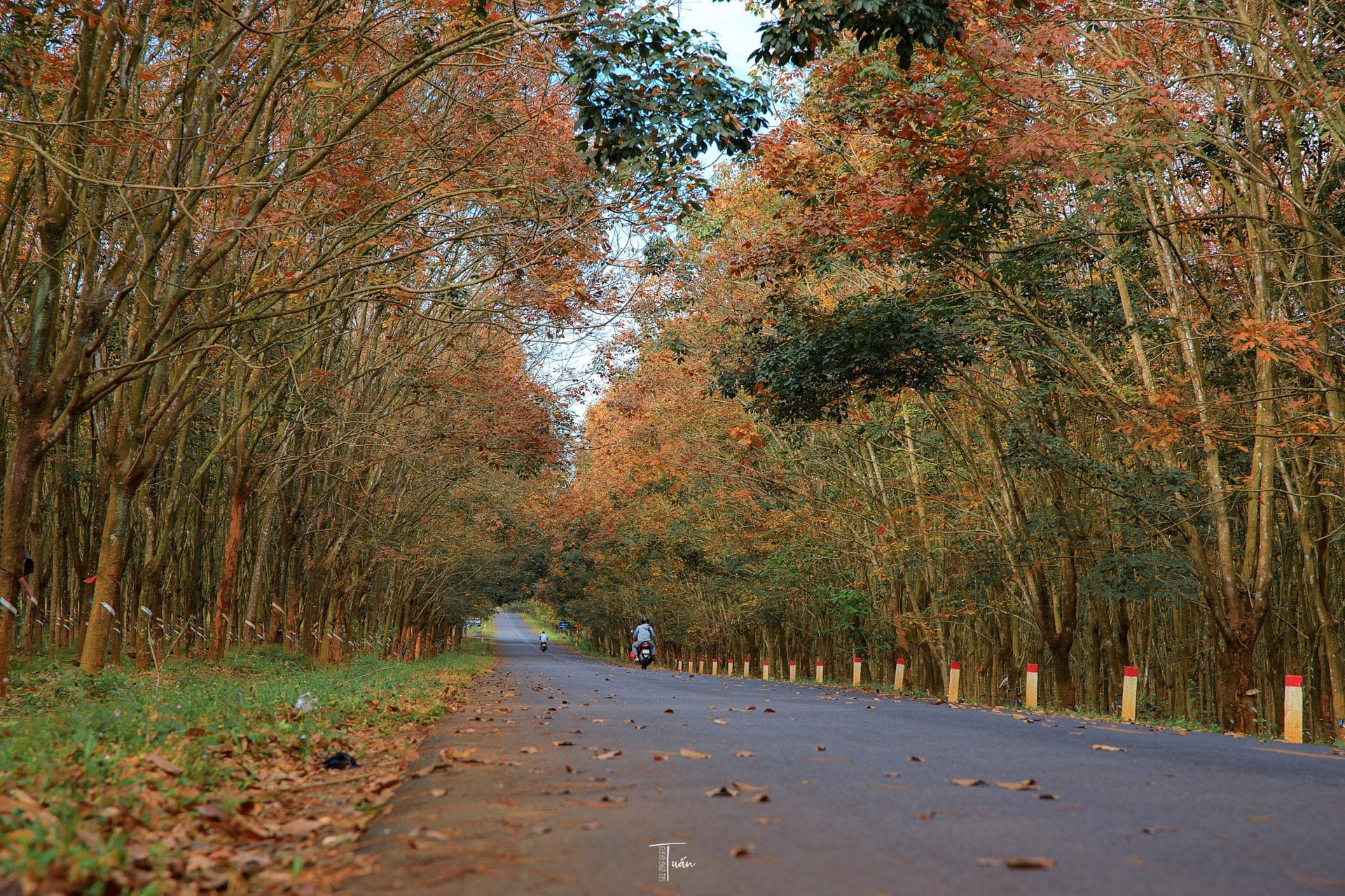 ราคายางพาราวันนี้ 5 ธันวาคม 2568 : ทรงตัวในประเทศ สากลลดลง